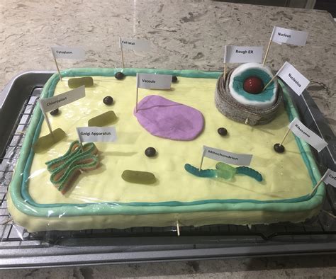 Plant Cell Cake Ideas With Candy 3d Plant Cell Cakes Hubpages If