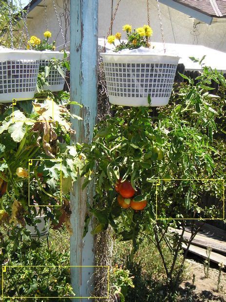 Make Virtually Free Hanging Plantersupside Down Tomatoes Growing