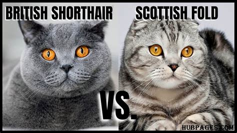 Scottish Fold Vs Exotic Shorthair How Do These Unique Cat Breeds