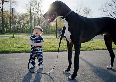 Här är världens största hund - & några till - Yepstrs blogg