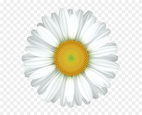 white daisy png 10 free Cliparts | Download images on Clipground 2022