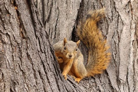 Fox Squirrel Sciurus Niger Sitting On Tree And Posing Its Fluffy Tail