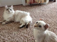 Highland lynx are very special cats. Windswept Cattery - Mohave Bob, Desert Lynx, Highland Lynx ...