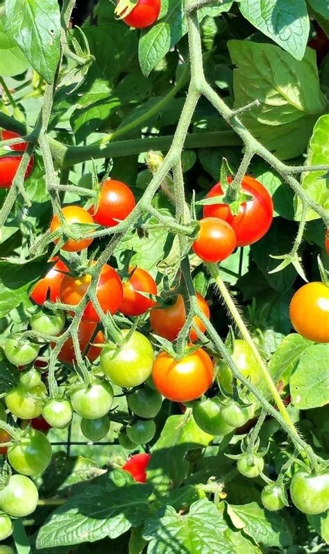 How To Grow Cherry Tomatoes Growing Cherry Tomatoes Growing Tomato