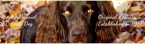 Boykin spaniel breed expert training |: The Boykin Spaniel South Carolina State Dog | Boykin ...
