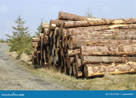 Pile Of Logs In The Forest Stock Image Image Of Firewood Biomass