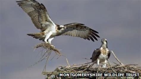 Two Osprey Chicks Hatch In Dyfi Valley Bbc News