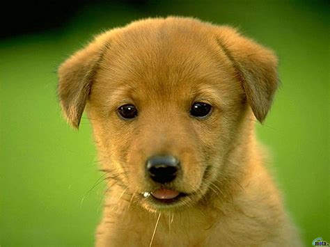 Fotos De Cachorros Fofos