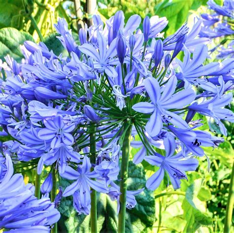 Lovely Blue Agapanthus Bulbs For Sale Online Delft Blue Easy To