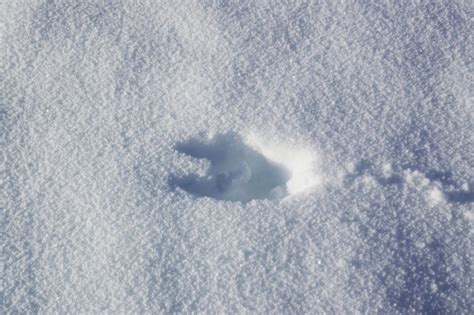 Hoof Print In The Snow Stock Photo Download Image Now Istock