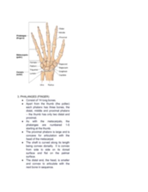 Solution Bony Anatomy Of The Wrist And Hand Studypool