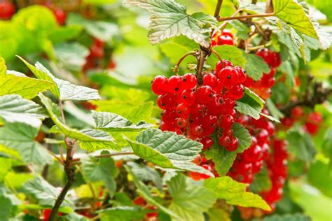 Beautiful Wild Berries You Can Pick And Eat