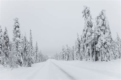 무료 이미지 나무 숲 분기 검정색과 흰색 도로 서리 날씨 눈이 내리는 단색화 시즌 구과 식물 눈보라 육
