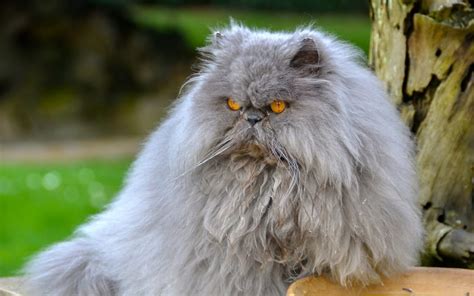 What Are The Different Types Of Persian Cats Cat Queries