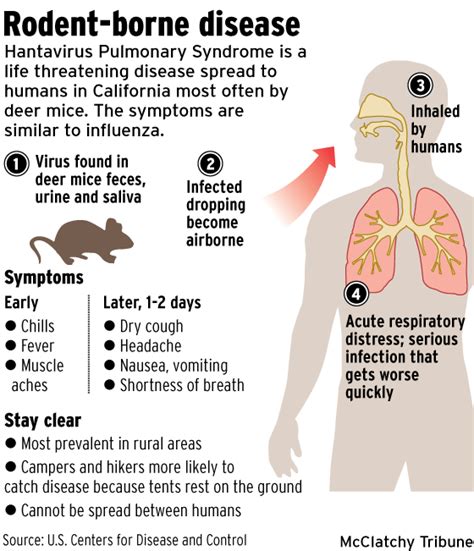 The typical symptoms of hantavirus pulmonary syndrome (hps) resemble that of the flu and consist of the doctor takes a sample of blood from the person showing symptoms of hantavirus infection or hps. Yosemite recovering after hantavirus scourge - Orange ...