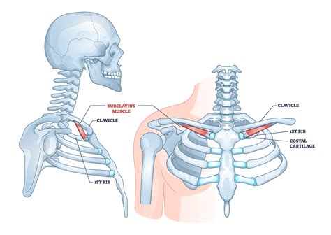 Muscles Of The Pectoral Region Major Minor Teachmeanatomy