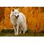 Arctic Wolf Or Canis Lupus Arctos