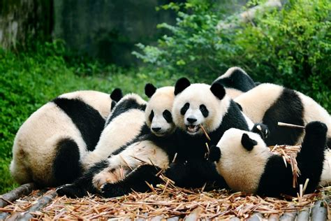 Great Wall To Giant Panda Tour Trip Ways