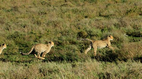 Free stock photo of cheetah, cheetah cubs running, cheetah ...