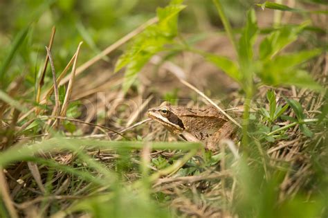 A Beautiful Brown Frog Sitting In A Meadow Grass Stock Image Colourbox