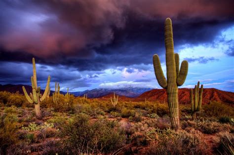 Saguaro Cacti At Sunset In The Sonoran Desert Beautiful Landscapes