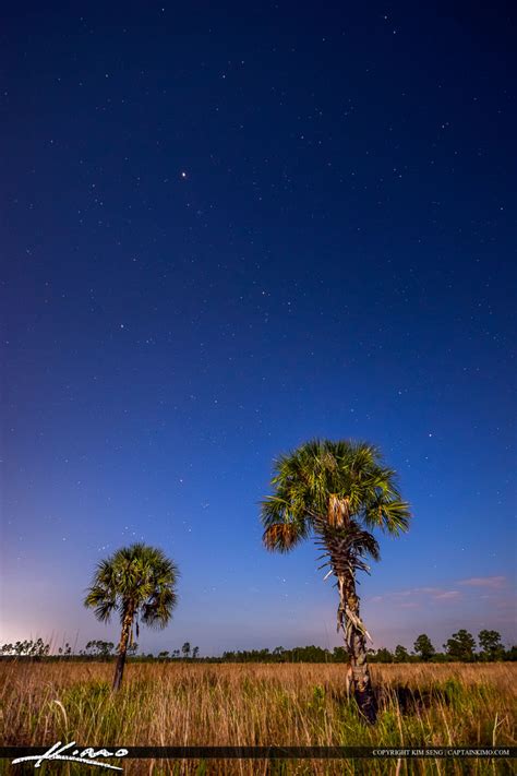 Pine Trees Under A Starry Night Over Florida Wetlands Hdr Photography