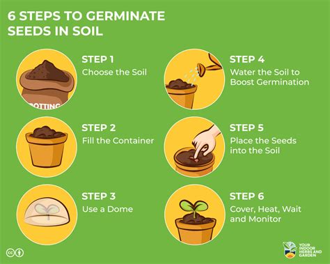 Steps To Germinate Seeds In Soil Easy Our Experience Your Indoor Herbs And Garden