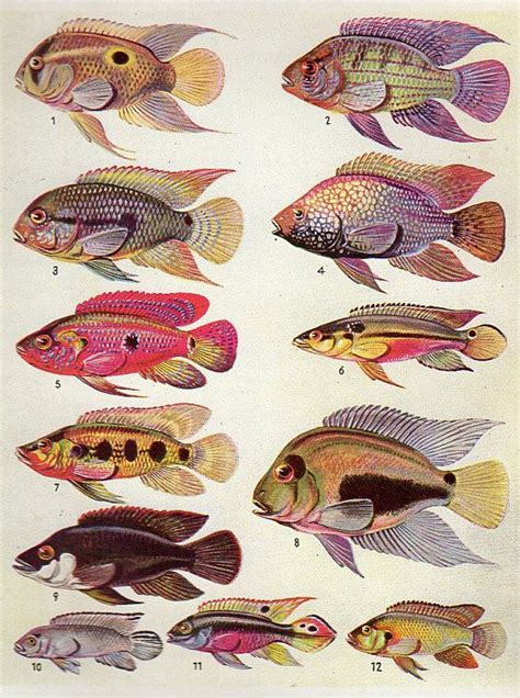 We did not find results for: Antique Print FISH Chart 1950 beautiful wall art vintage ...