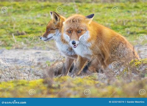 Two Wild Red Foxes Vulpes Vulpes Fighting Stock Photo Image Of