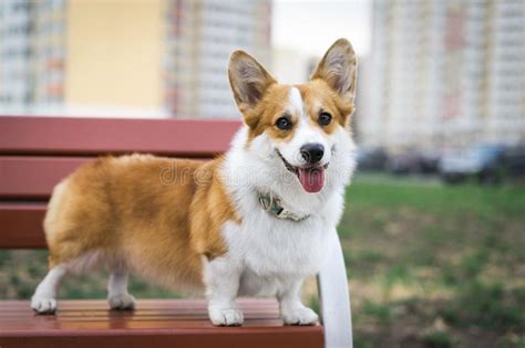 Corgi Dog Smile And Happy In Summer Sunny Day Sitting On Benche Stock