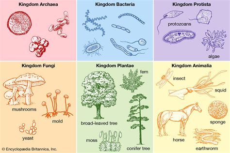 Six Kingdom Classification System