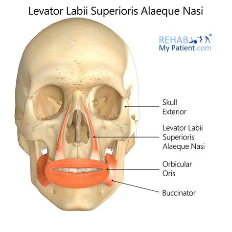 Levator Labii Superioris Alaeque Nasi Rehab My Patient