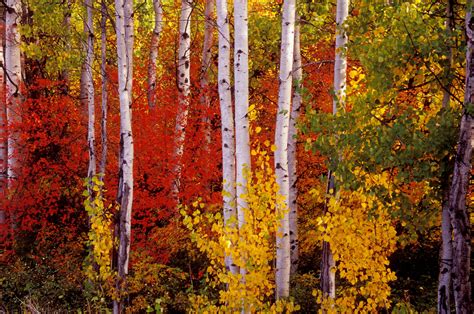 Download Colors Fall Forest Nature Birch Hd Wallpaper