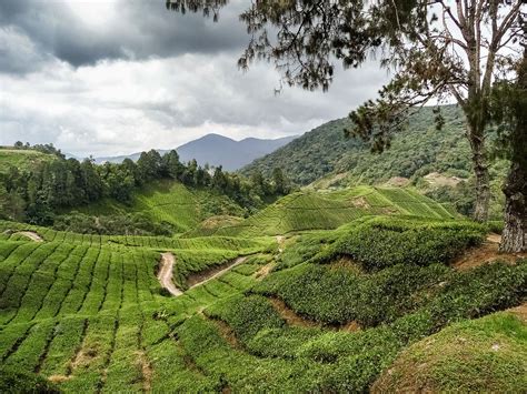 Media in category tea plantations in cameron highlands. Cameron Highlands Archives | wemooch