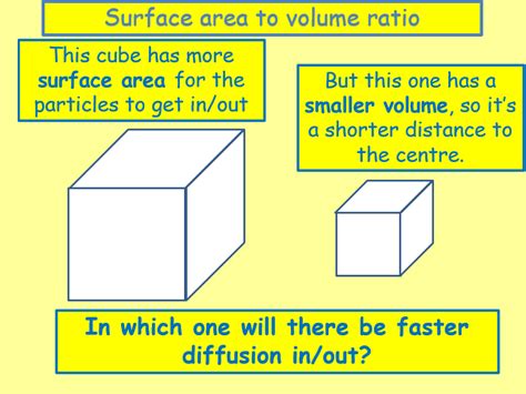 Aqa Biology Unit 1 L8 Diffusion And Surface Area To Volume Ratio