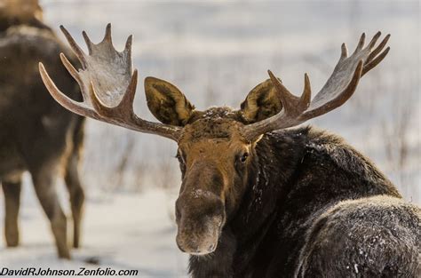 Pin By Boreal Forest Photos On Moose Of The Boreal Forest Boreal