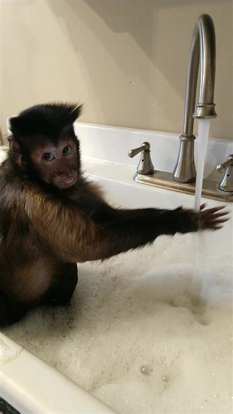 Capuchin Monkey Takes Relaxing Bath In The Sink