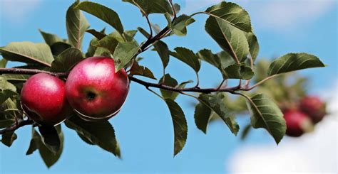 Free Picture Orchard Tree Fruit Nature Leaf Food Red Apple