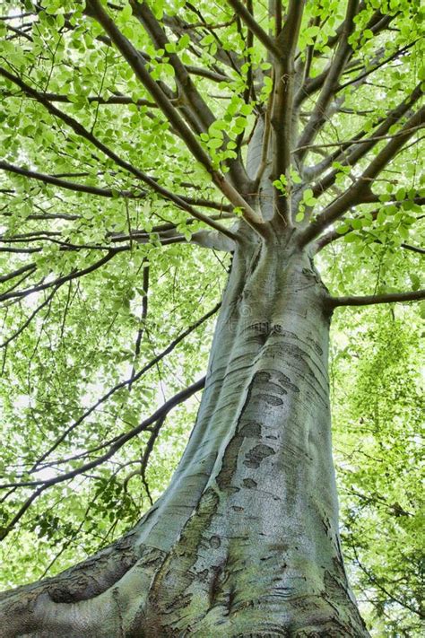 Beech Tree Stock Image Image Of Background Plant Green 6358723