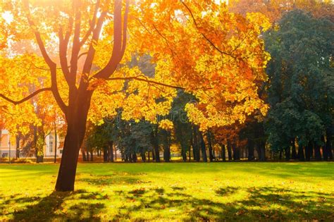 Autumn Colorful Landscape In Sunny Autumn Landscape Park Lit By