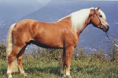 italian breeds  horses avelignese  haflinger horse