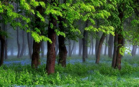 Nature Landscape Spring Forest Grass Wildflowers Mist Trees Green