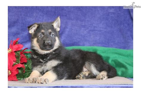 (mil > everywhere wisconsin) hide this posting restore restore this posting favorite this post jul 27 Jimmy Ms: German Shepherd puppy for sale near Lancaster, Pennsylvania. | 69cb9c6f-ad91