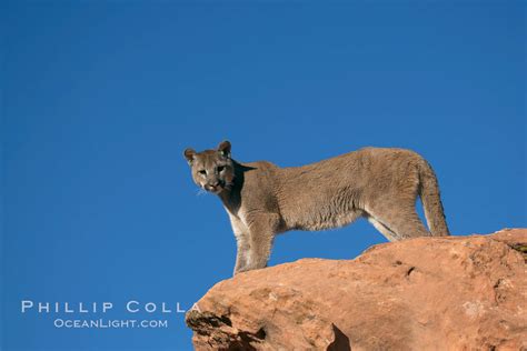 Mountain Lion Puma Concolor 12379 Natural History Photography