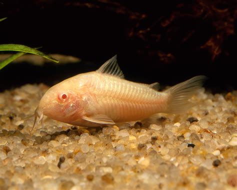 Metallpanzerwels Albino Corydoras Aeneus Albino Panzerwelse Welse