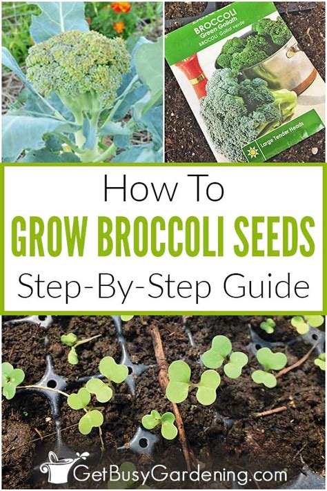 How To Grow Broccoli From Seed Step By Step Get Busy Gardening