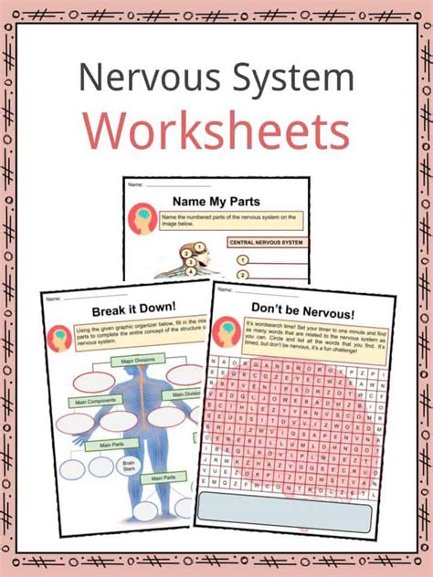 Nervous System Facts And Worksheets For Kids Anatomy Function Illness