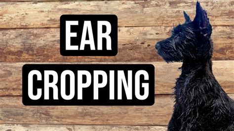 Are Schnauzer Ears Cropped
