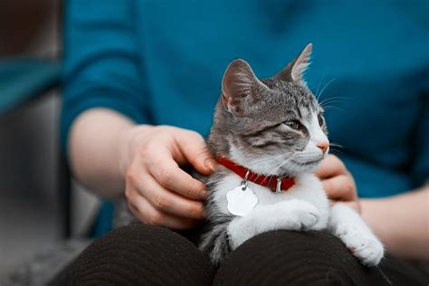 Animal Torture Russian Woman Arrested After Footage Of Cats And Dogs