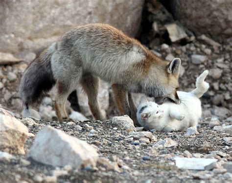 Unlikely Friendship Cat And Fox 10 Pics Amazing Creatures